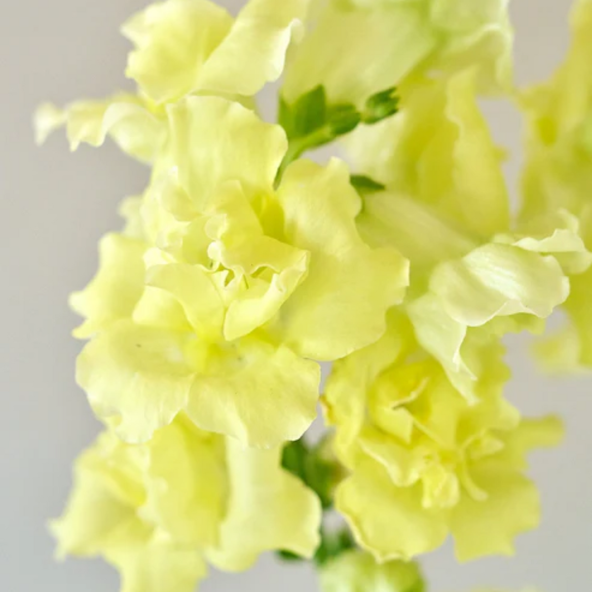 Madame Butterfly Yellow Snapdragon Seeds - Cold Resistant, 30 seeds