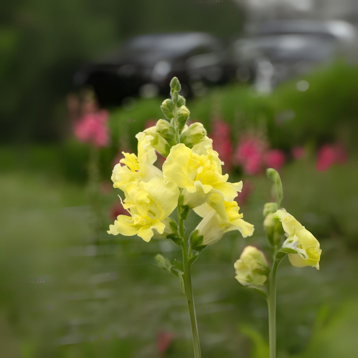 Madame Butterfly Yellow Snapdragon Seeds - Cold Resistant, 30 seeds