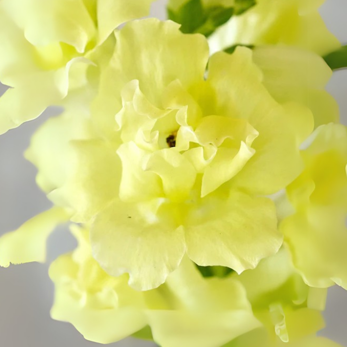 Madame Butterfly Yellow Snapdragon Seeds - Cold Resistant, 30 seeds