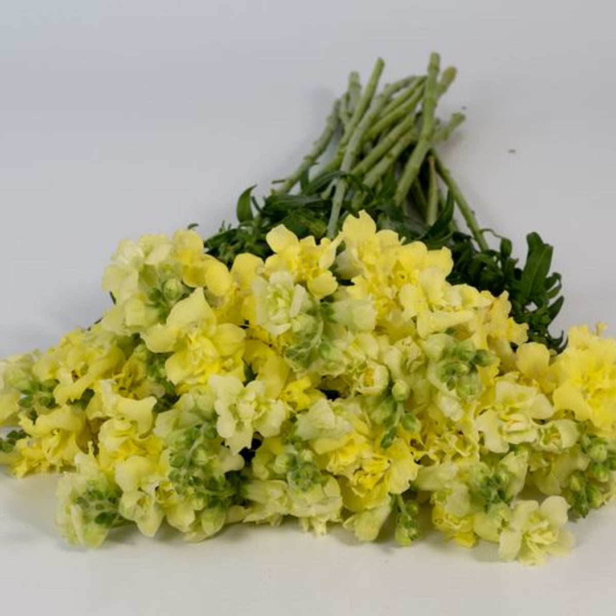 Madame Butterfly Yellow Snapdragon Seeds - Cold Resistant, 30 seeds