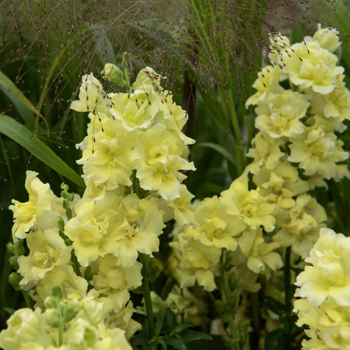 Madame Butterfly Yellow Snapdragon Seeds - Cold Resistant, 30 seeds