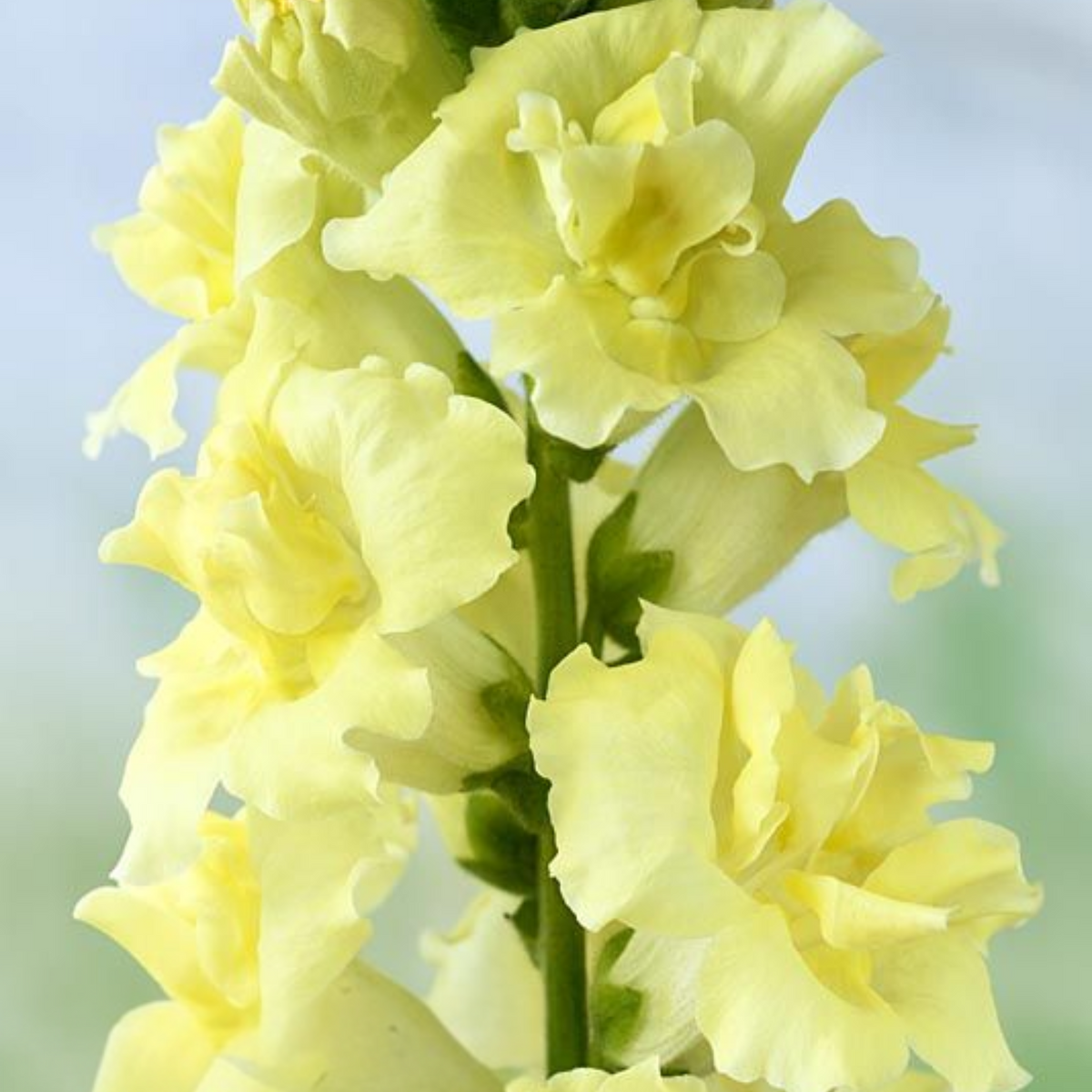 Madame Butterfly Yellow Snapdragon Seeds - Cold Resistant, 30 seeds