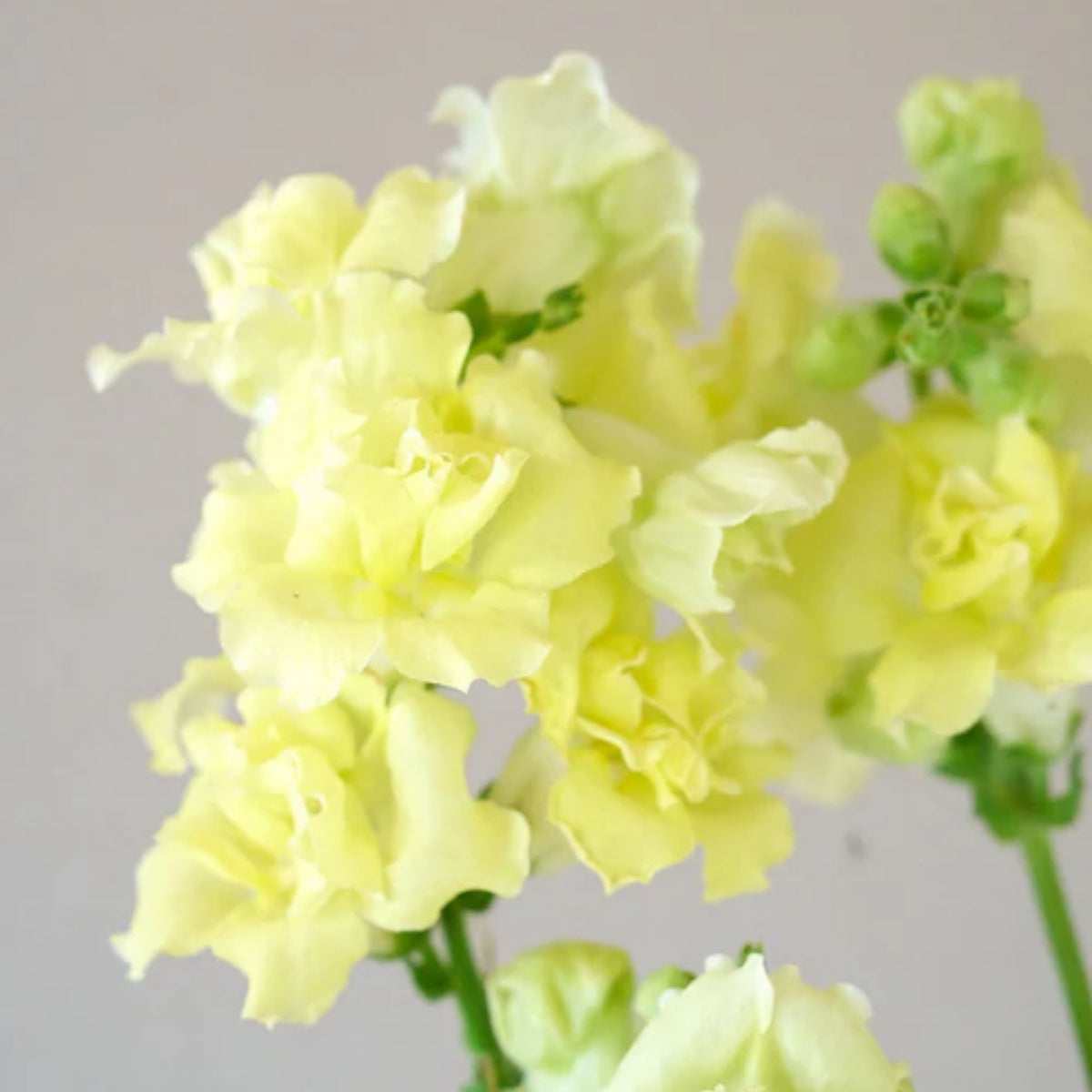 Madame Butterfly Yellow Snapdragon Seeds - Cold Resistant, 30 seeds