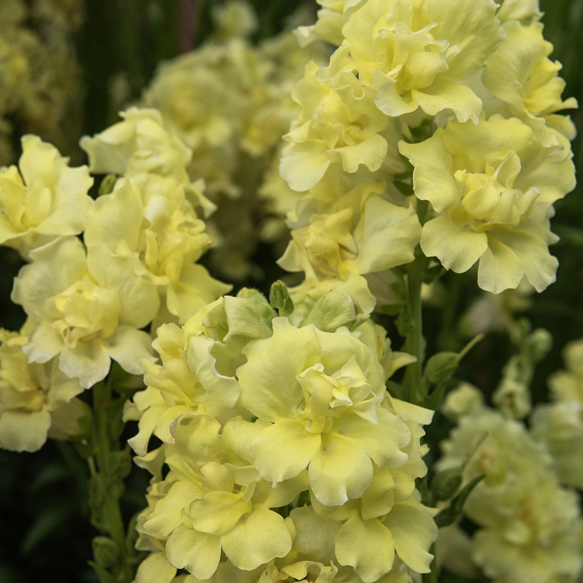 Madame Butterfly Yellow Snapdragon Seeds - Cold Resistant, 30 seeds