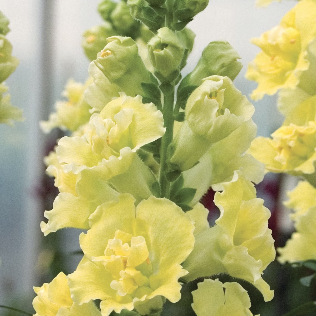 Madame Butterfly Yellow Snapdragon Seeds - Cold Resistant, 30 seeds