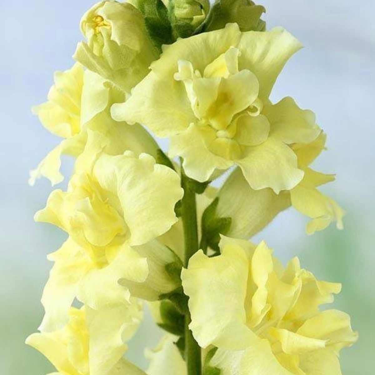 Madame Butterfly Yellow Snapdragon Seeds - Cold Resistant, 30 seeds