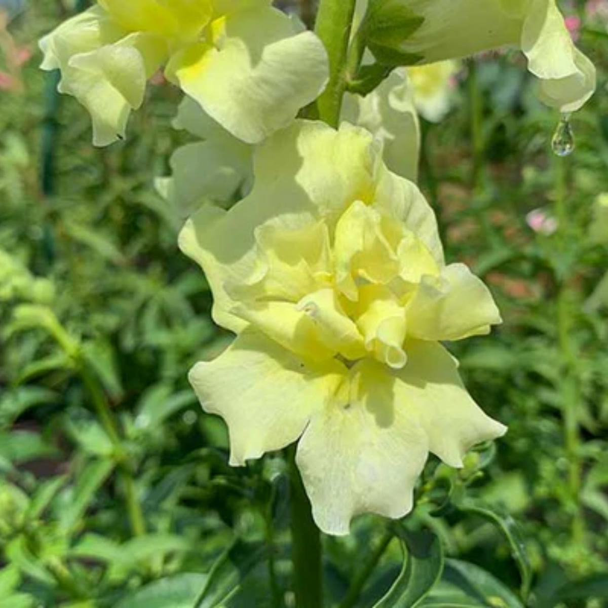 Madame Butterfly Yellow Snapdragon Seeds - Cold Resistant, 30 seeds