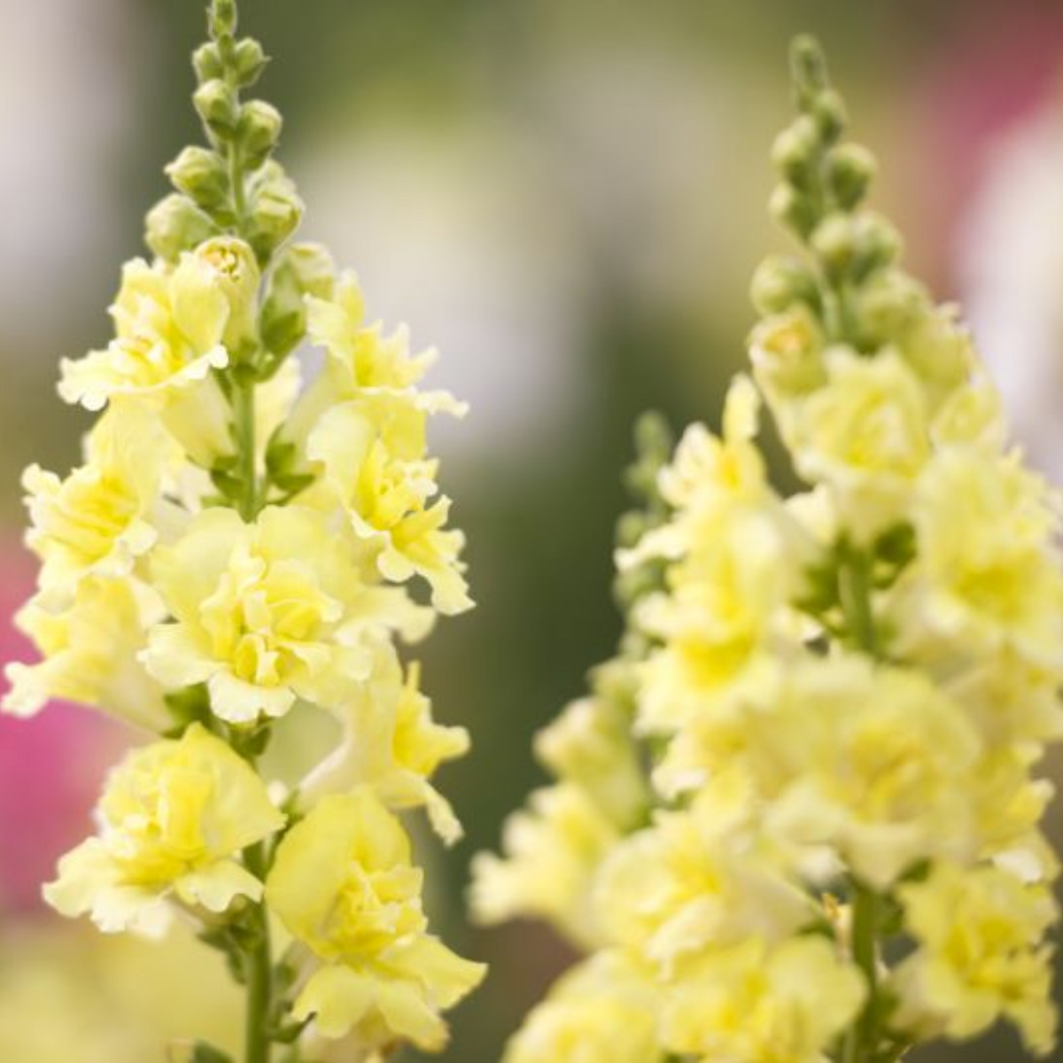 Madame Butterfly Yellow Snapdragon Seeds - Cold Resistant, 30 seeds