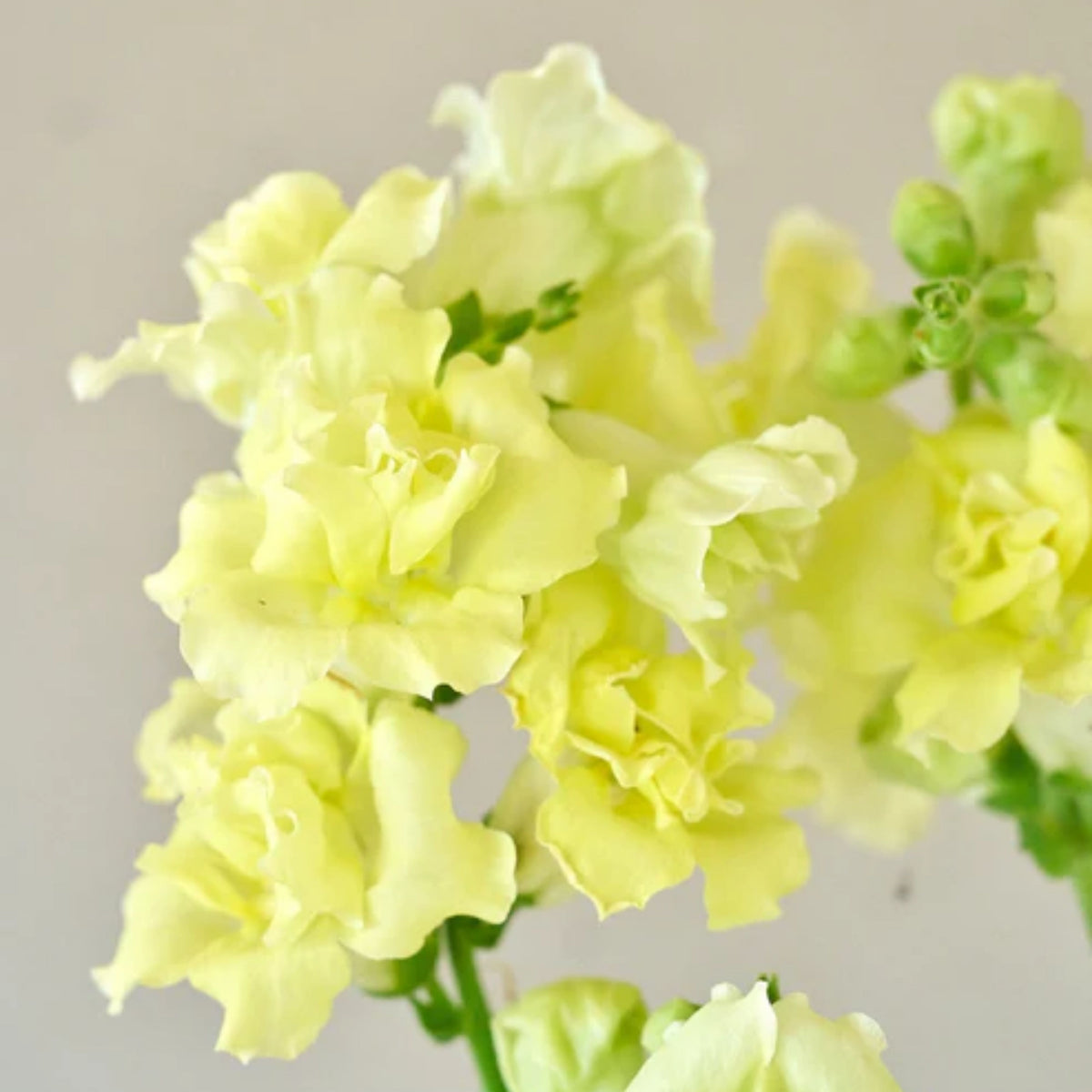 Madame Butterfly Yellow Snapdragon Seeds - Cold Resistant, 30 seeds