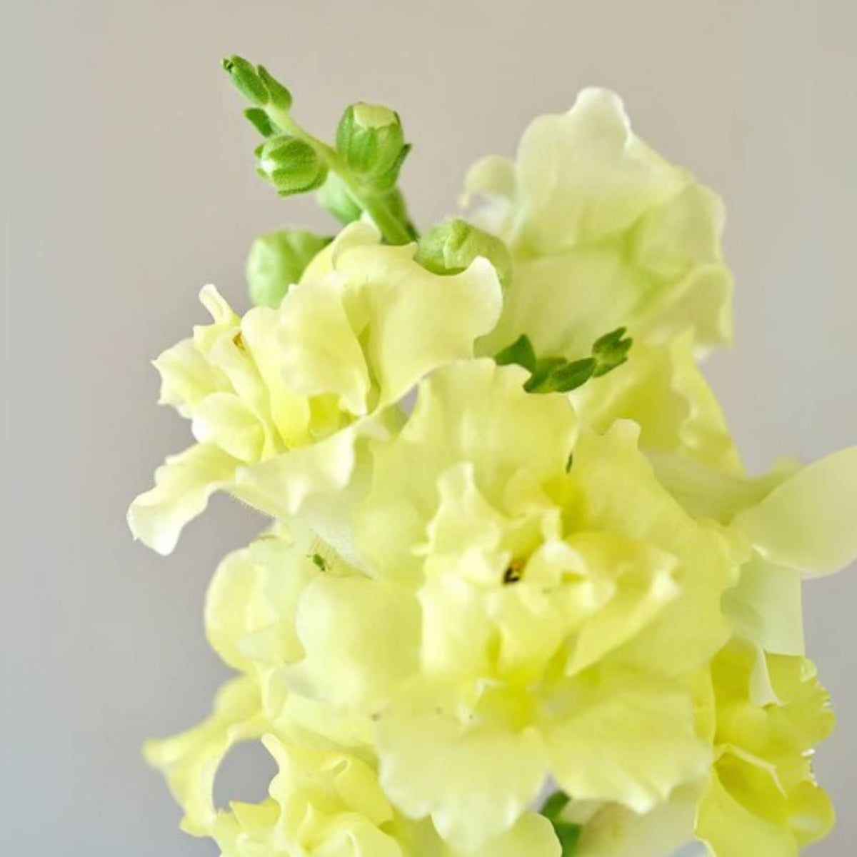 Madame Butterfly Yellow Snapdragon Seeds - Cold Resistant, 30 seeds