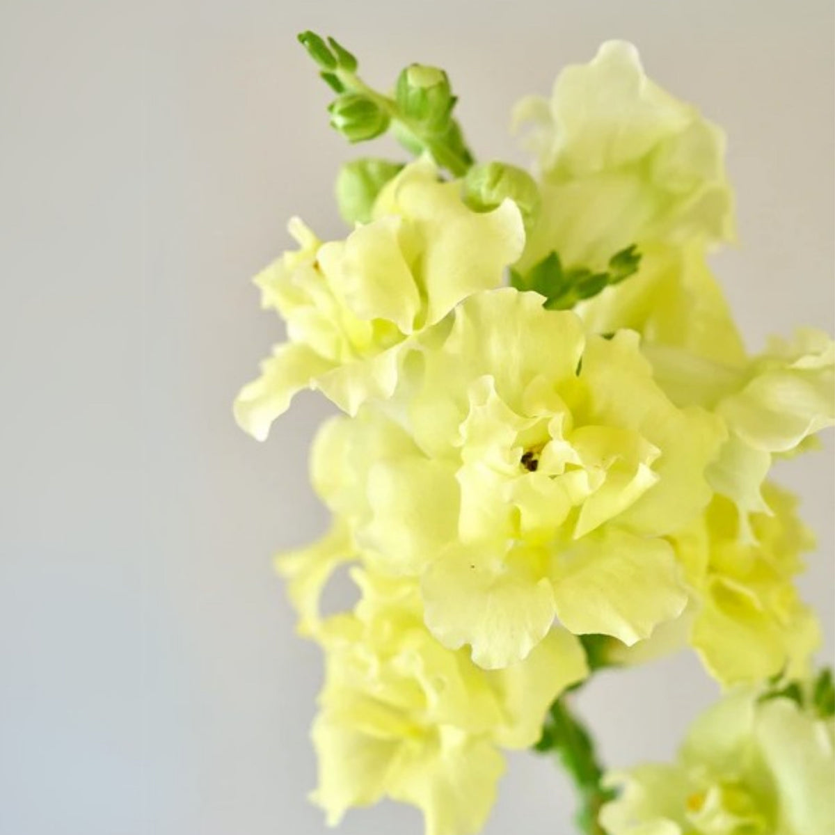 Madame Butterfly Yellow Snapdragon Seeds - Cold Resistant, 30 seeds