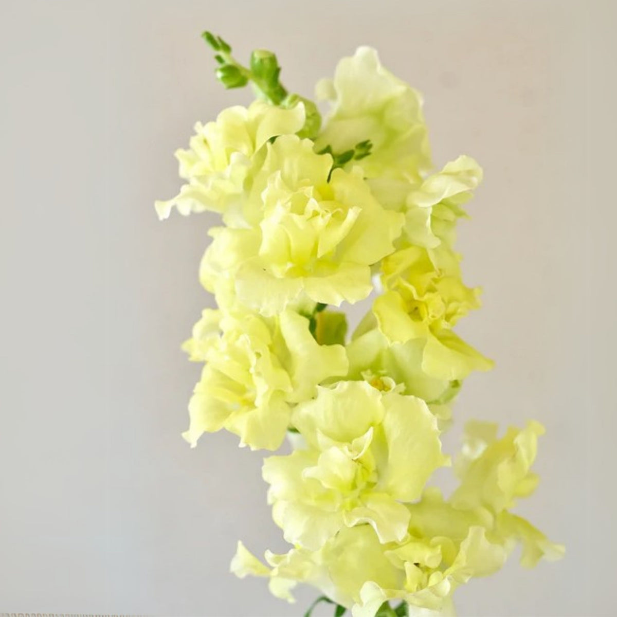 Madame Butterfly Yellow Snapdragon Seeds - Cold Resistant, 30 seeds