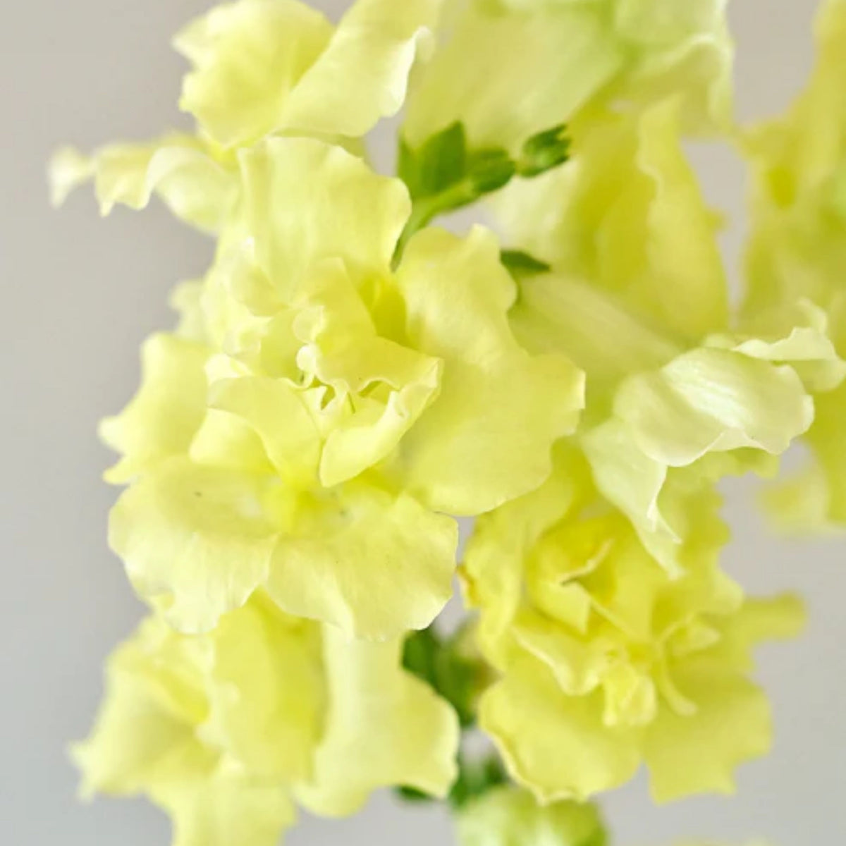 Madame Butterfly Yellow Snapdragon Seeds - Cold Resistant, 30 seeds