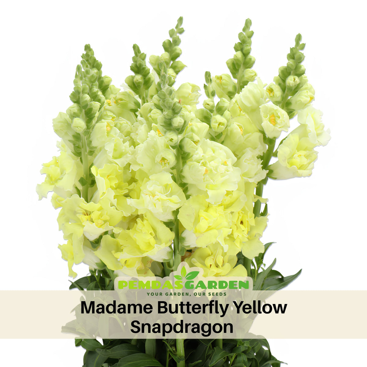 Madame Butterfly Yellow Snapdragon Seeds - Cold Resistant, 30 seeds