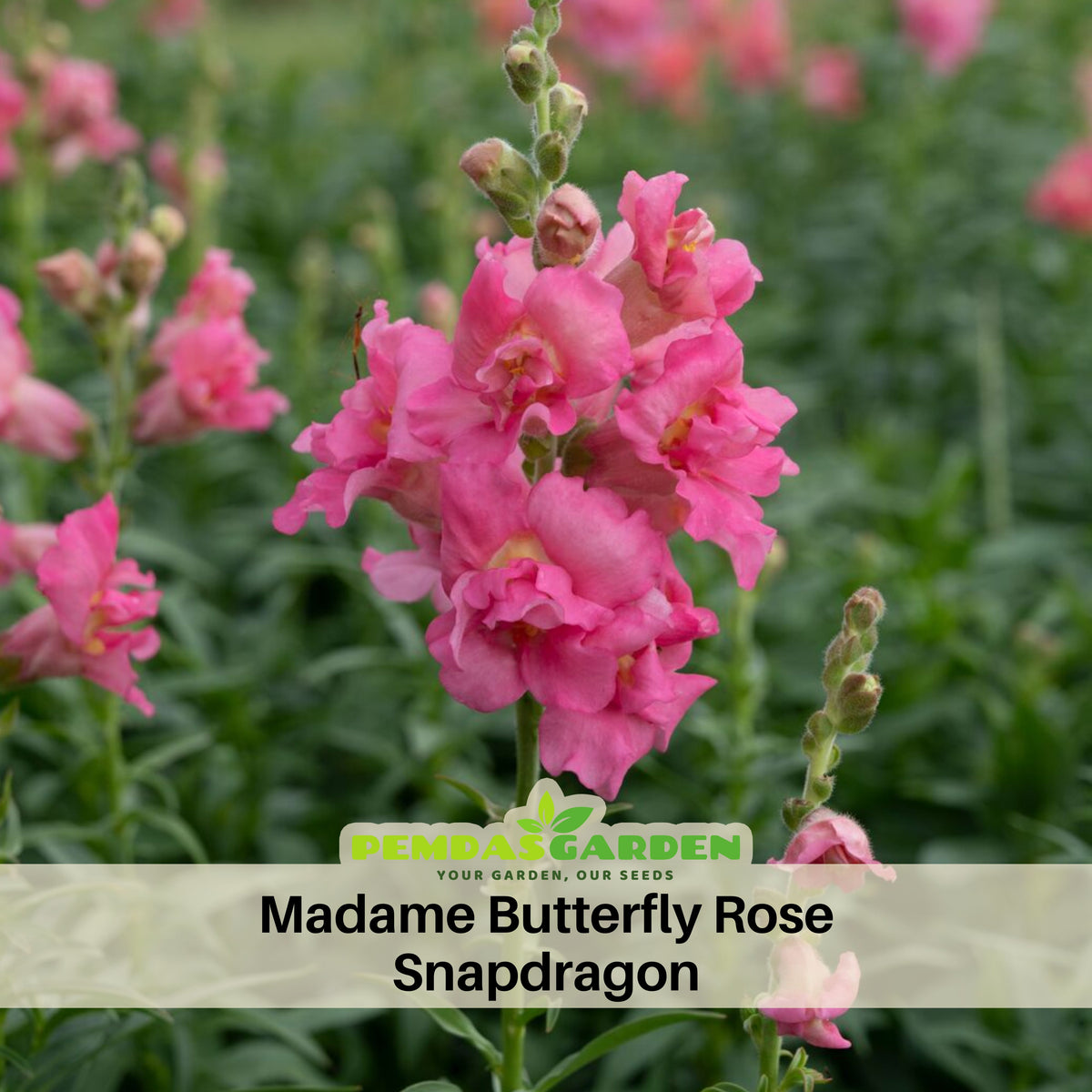 Madame Butterfly Rose Snapdragon Seeds - Cold Resistant, 30 seeds
