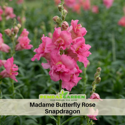 Madame Butterfly Rose Snapdragon Seeds - Cold Resistant, 30 seeds