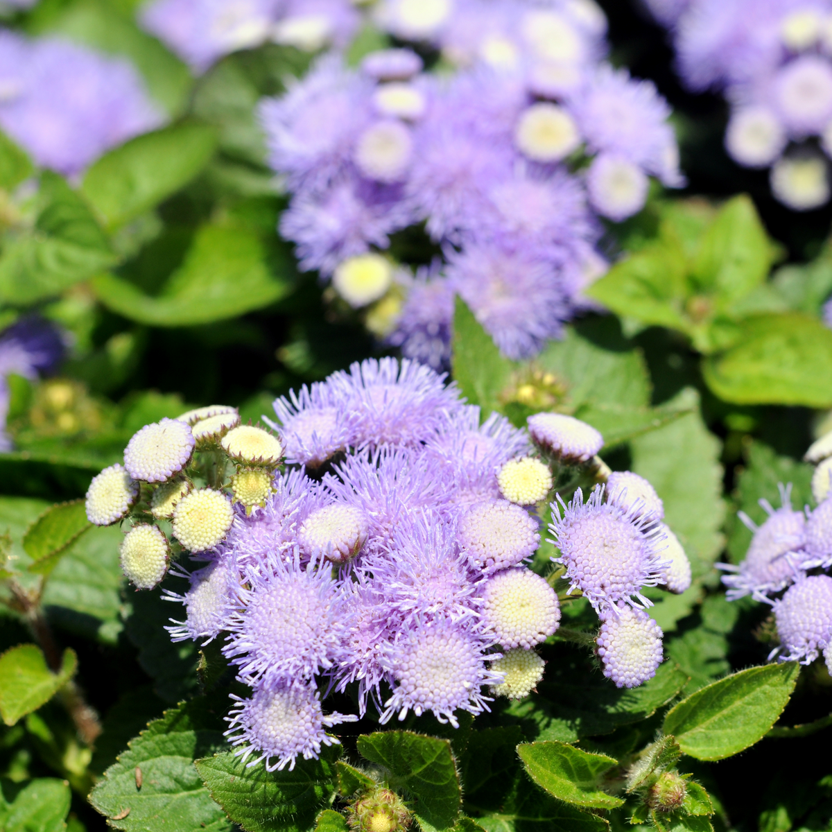 Dwarf Blue Mink Ageratum Seeds - Potted, 30+ seeds