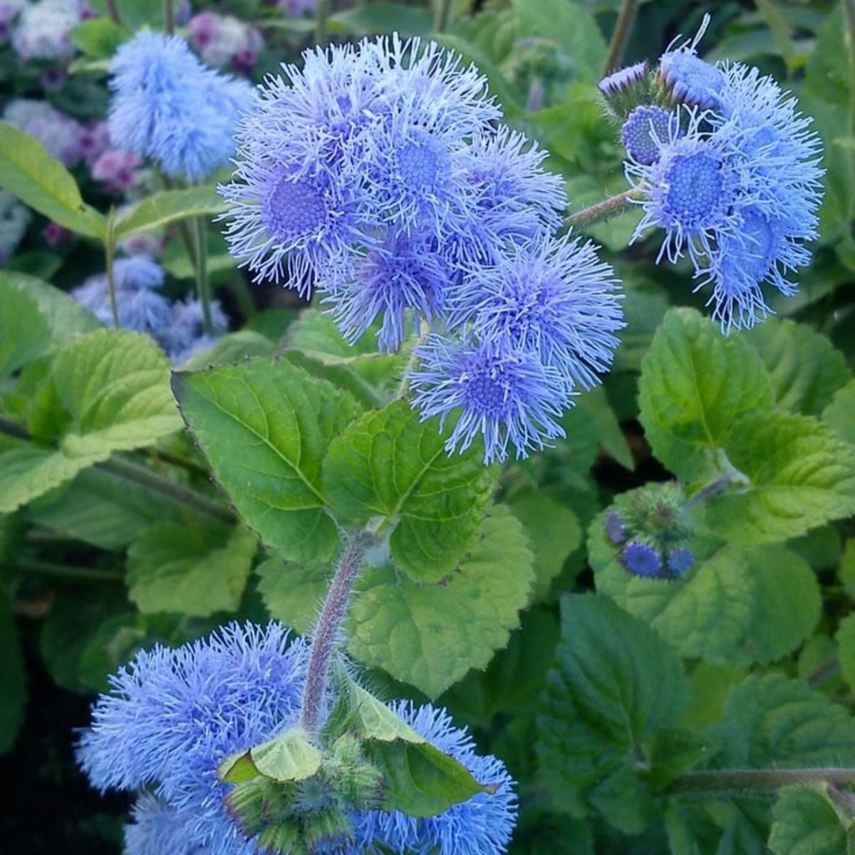 Dwarf Blue Mink Ageratum Seeds - Potted, 30+ seeds
