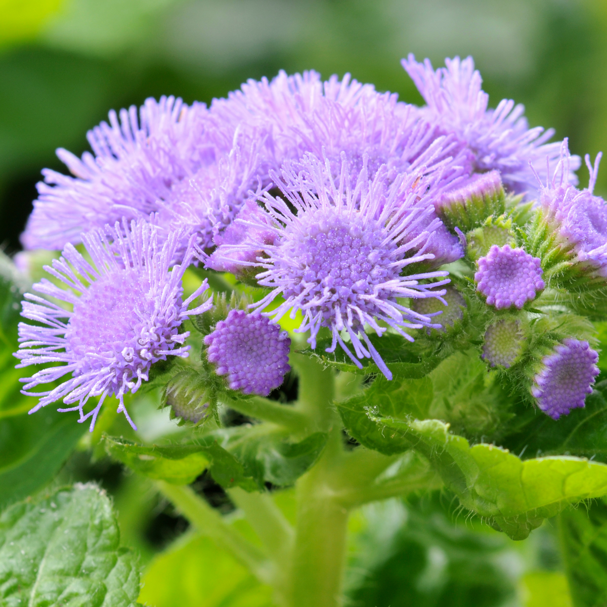 Dwarf Blue Mink Ageratum Seeds - Potted, 30+ seeds