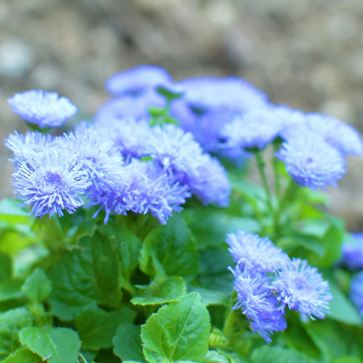 Dwarf Blue Mink Ageratum Seeds - Potted, 30+ seeds