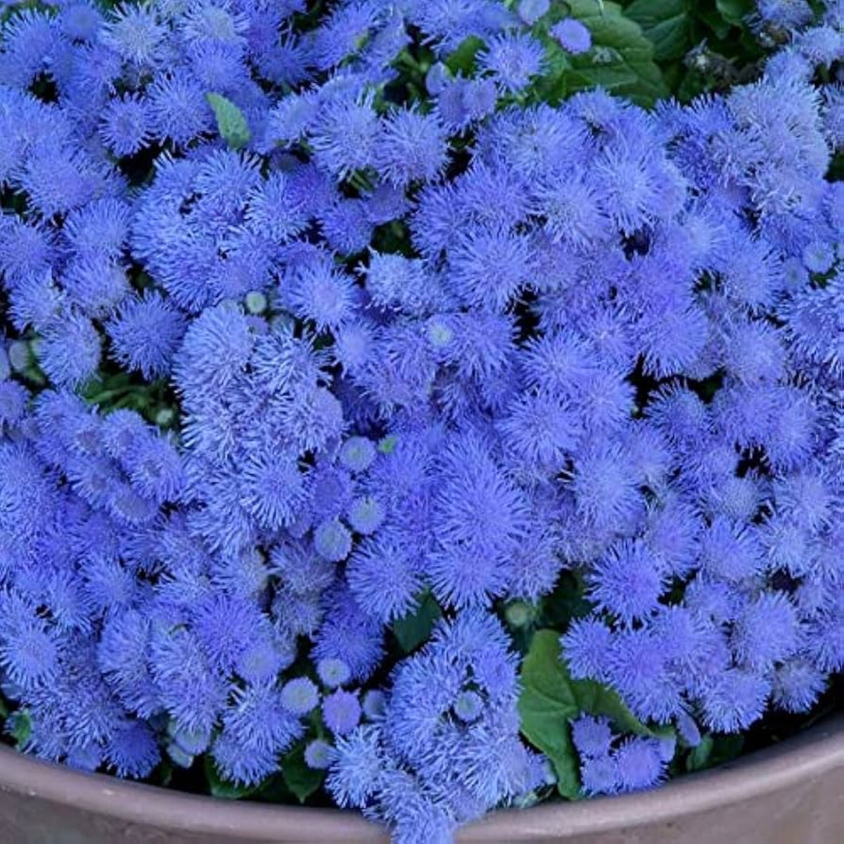 Dwarf Blue Mink Ageratum Seeds - Potted, 30+ seeds