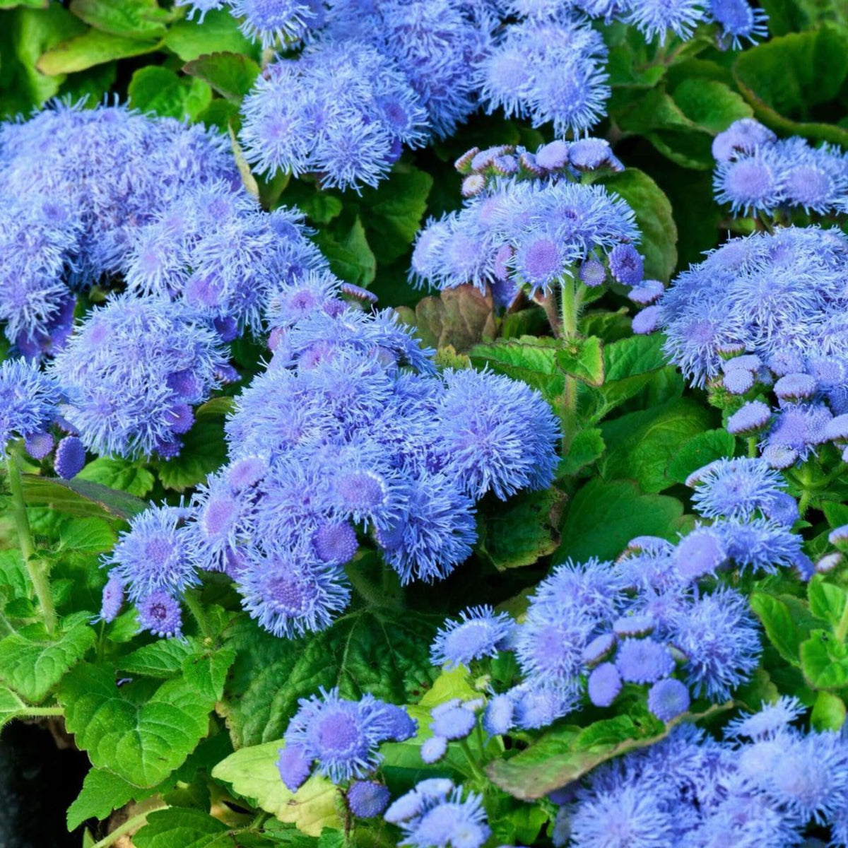 Dwarf Blue Mink Ageratum Seeds - Potted, 30+ seeds
