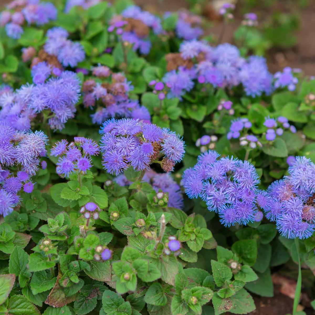 Dwarf Blue Mink Ageratum Seeds - Potted, 30+ seeds