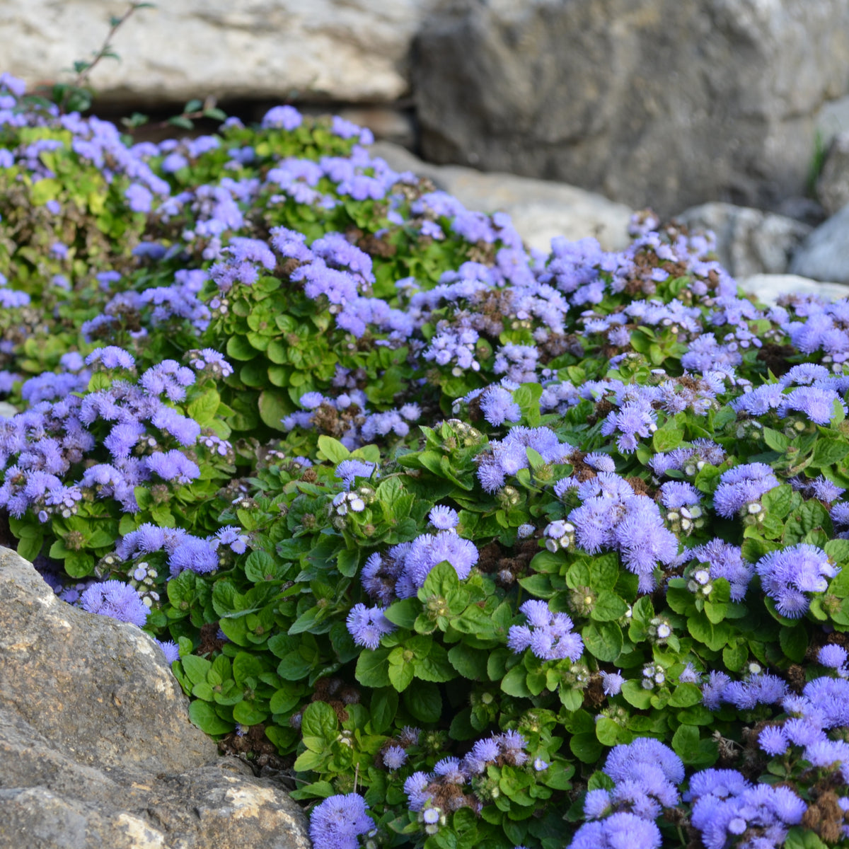 Dwarf Blue Mink Ageratum Seeds - Potted, 30+ seeds