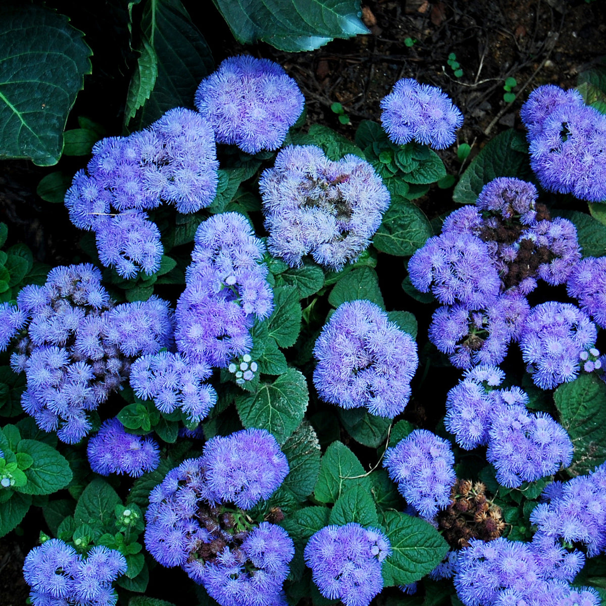 Dwarf Blue Mink Ageratum Seeds - Potted, 30+ seeds