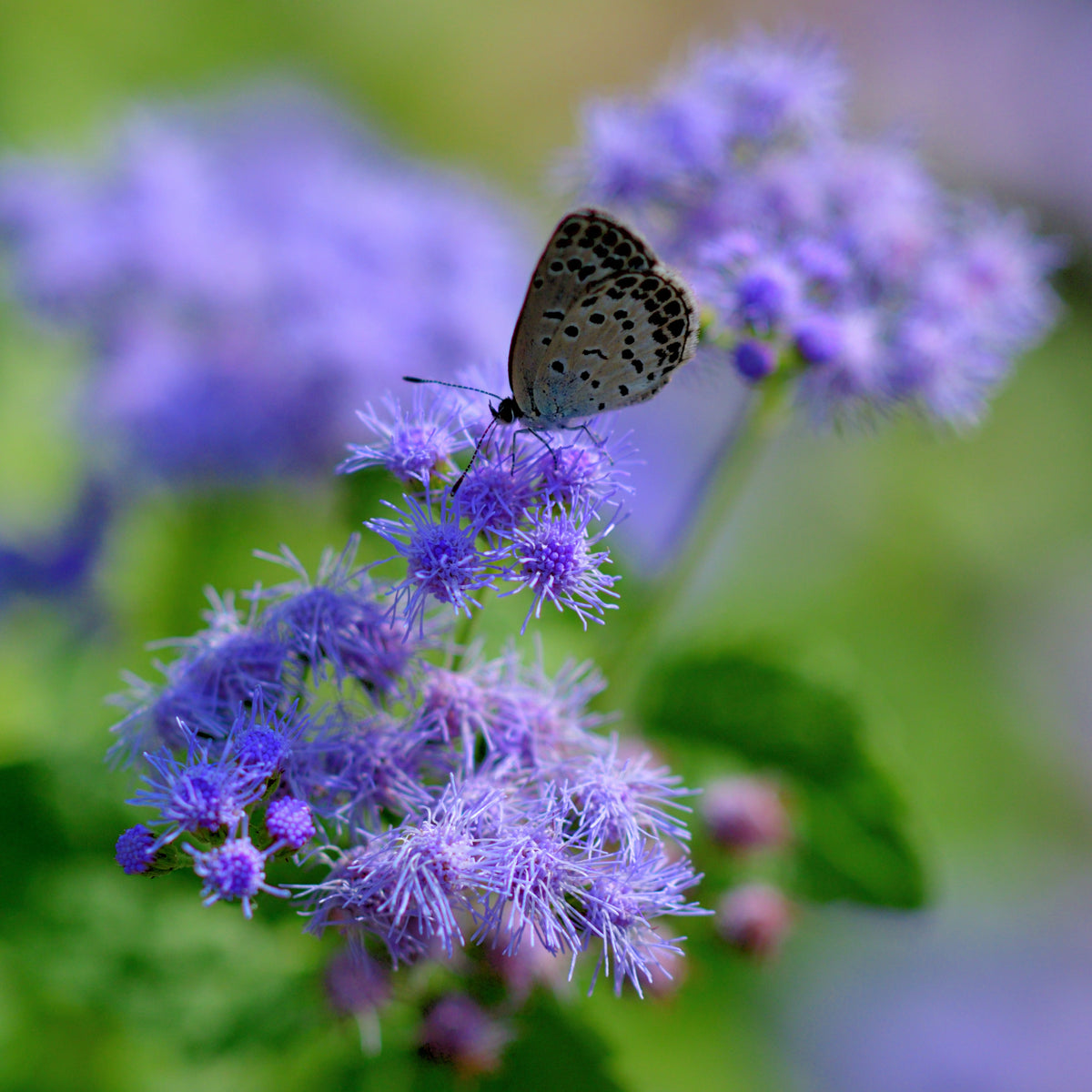 Dwarf Blue Mink Ageratum Seeds - Potted, 30+ seeds