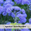 30+ Seeds| Dwarf Blue Mink Ageratum Seeds - Dwarf - Fast Growing - Potted - Open-Pollinating - Blooming in Spring to Fall - #5