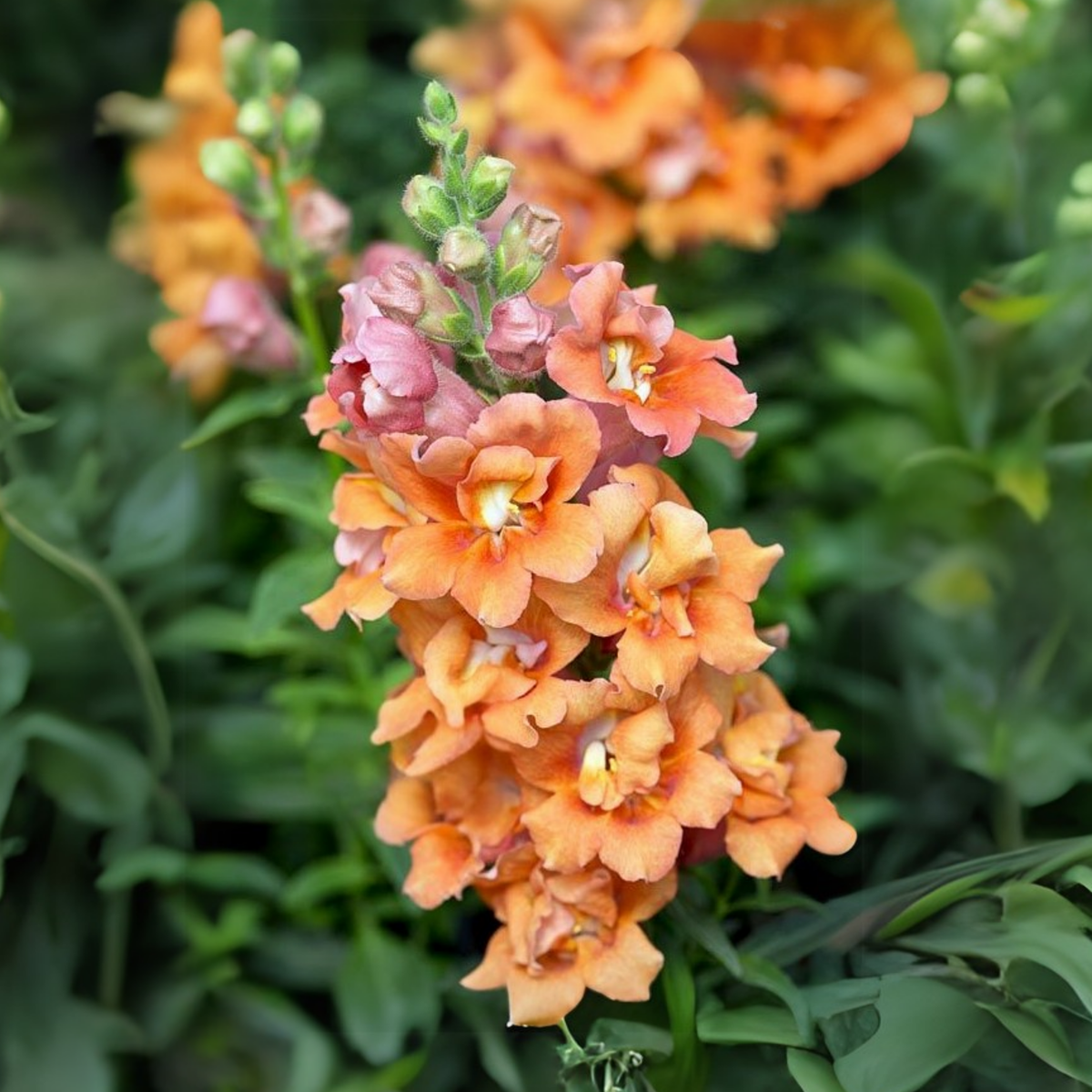 30 Seeds| Twinnie Bronze Shades Snapdragon Seeds - Cold Resistant -Attracts pollinators - Open-Pollinating - Plant before the frost/after frost - #61