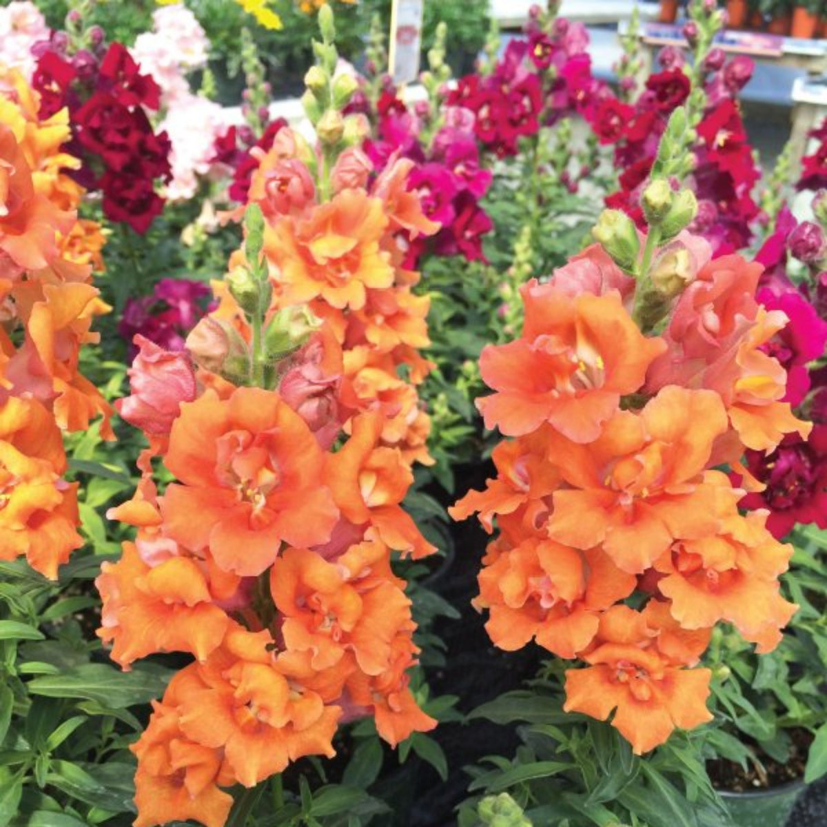 Twinnie Bronze Shades Snapdragon Seeds - Cold Resistant, 30 seeds