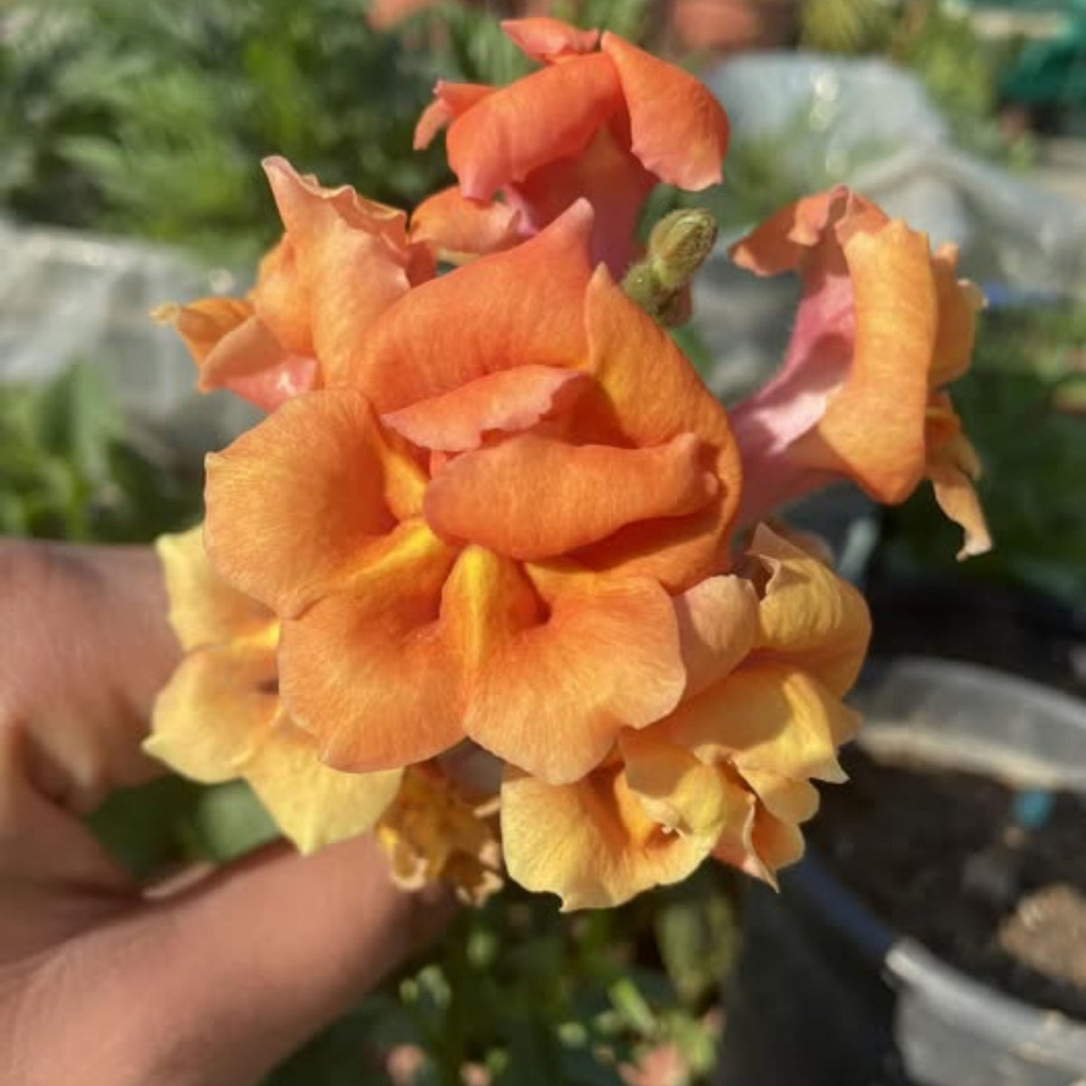 Twinnie Bronze Shades Snapdragon Seeds - Cold Resistant, 30 seeds
