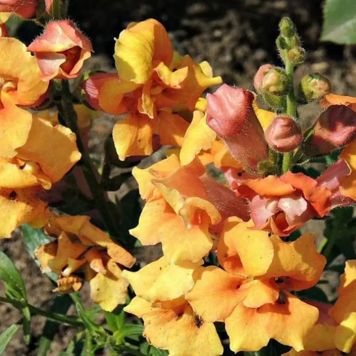 Twinnie Bronze Shades Snapdragon Seeds - Cold Resistant, 30 seeds