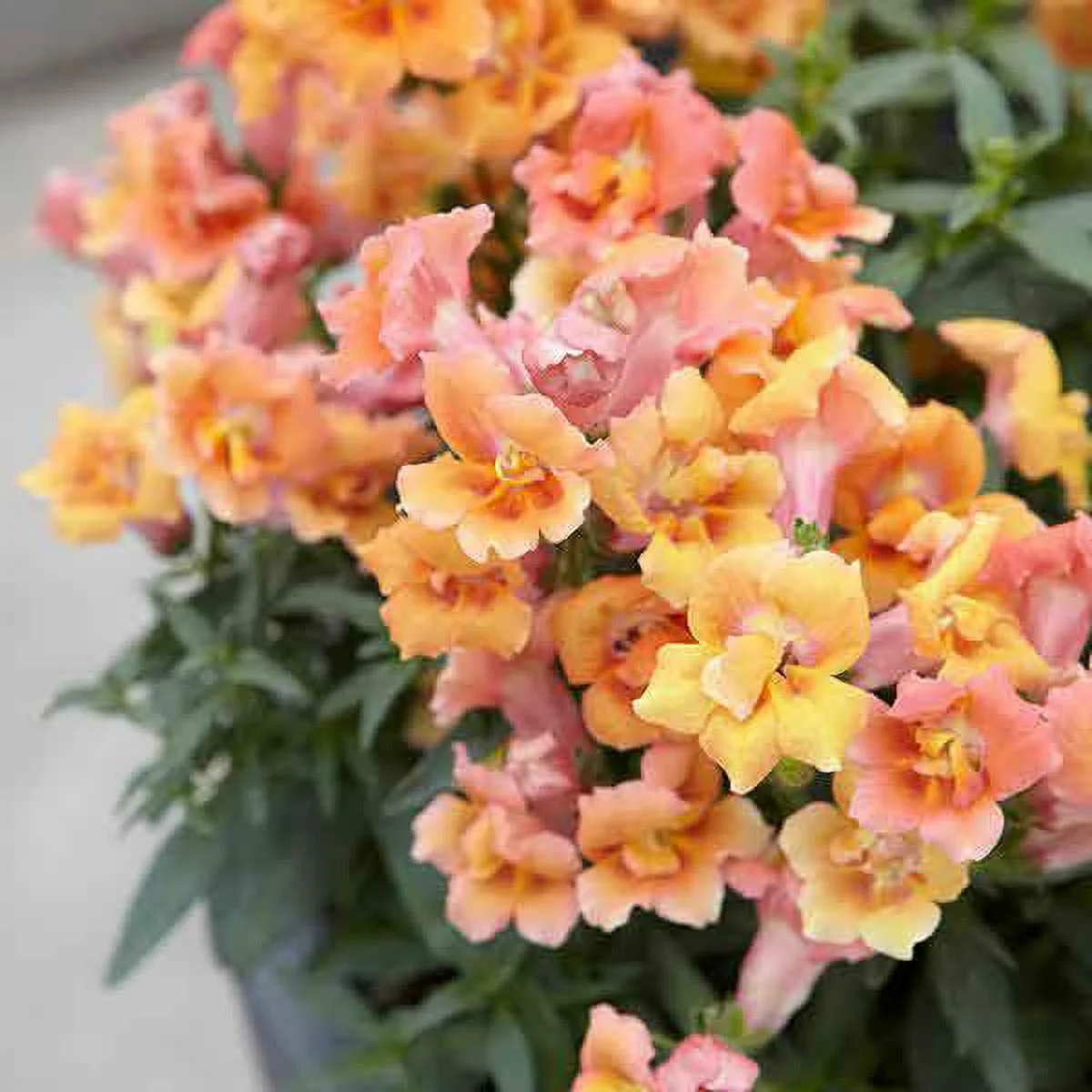 30 Seeds| Twinnie Bronze Shades Snapdragon Seeds - Cold Resistant -Attracts pollinators - Open-Pollinating - Plant before the frost/after frost - #61