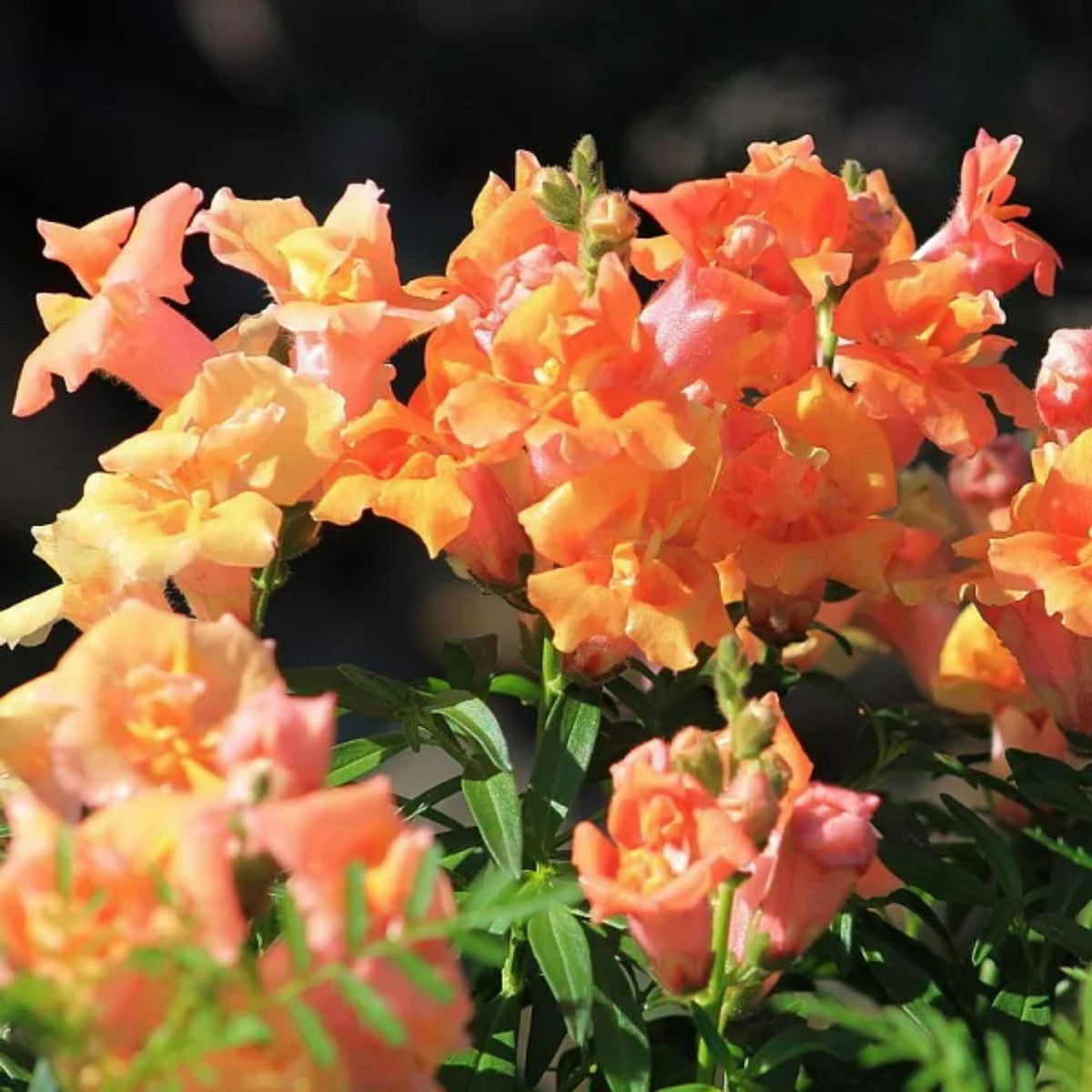 Twinnie Bronze Shades Snapdragon Seeds - Cold Resistant, 30 seeds