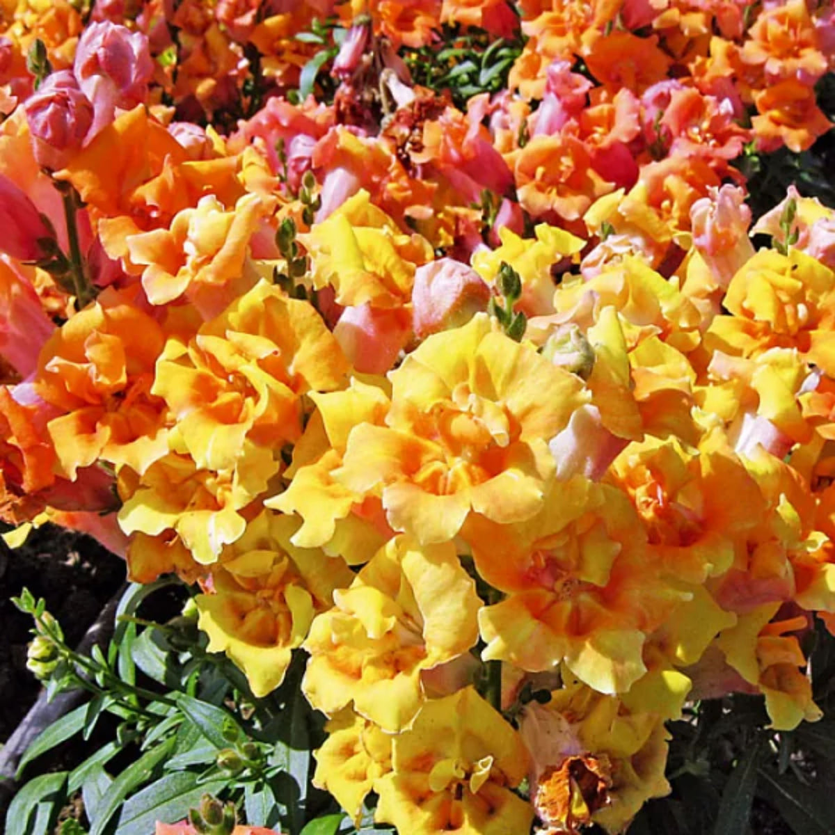 Twinnie Bronze Shades Snapdragon Seeds - Cold Resistant, 30 seeds