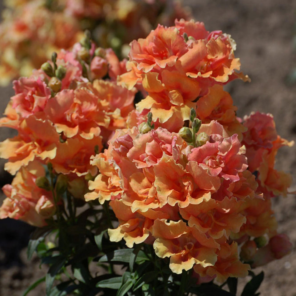 Twinnie Bronze Shades Snapdragon Seeds - Cold Resistant, 30 seeds