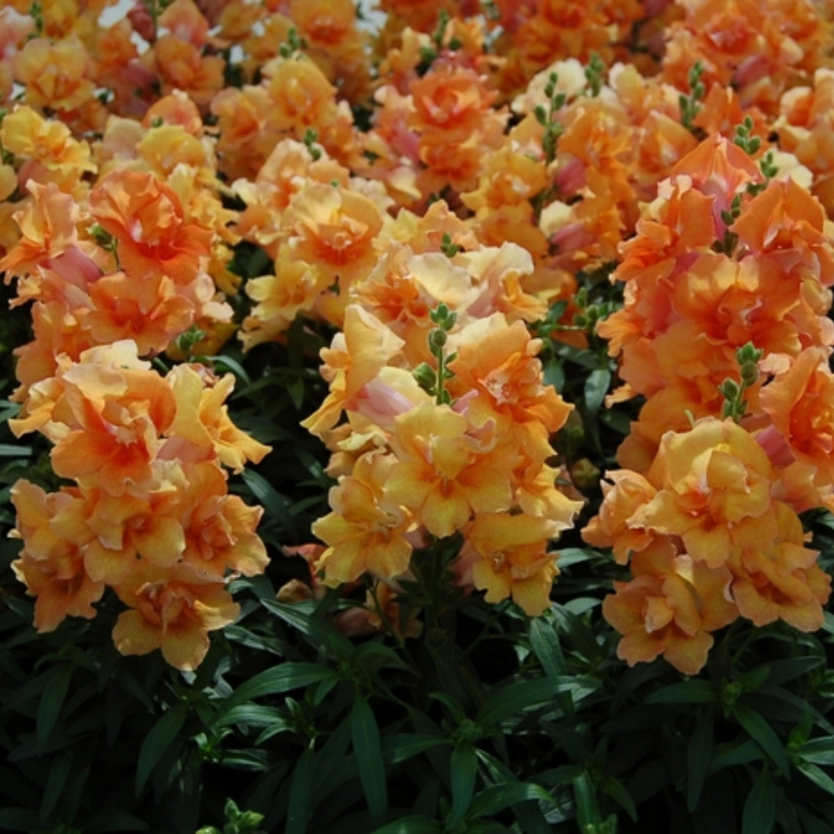 Twinnie Bronze Shades Snapdragon Seeds - Cold Resistant, 30 seeds