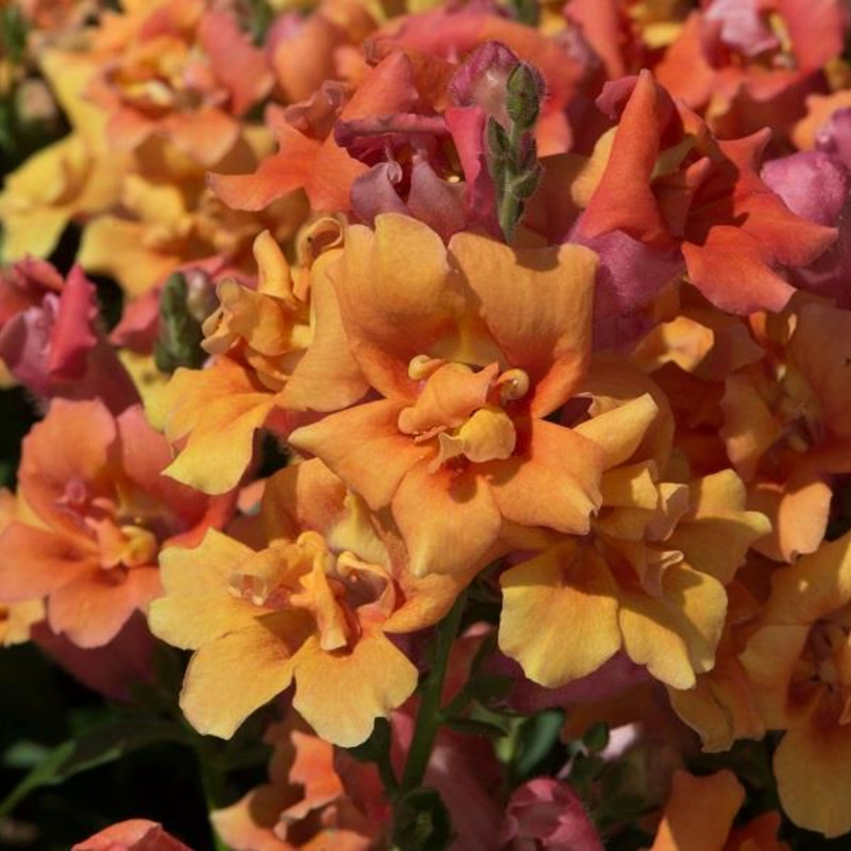Twinnie Bronze Shades Snapdragon Seeds - Cold Resistant, 30 seeds