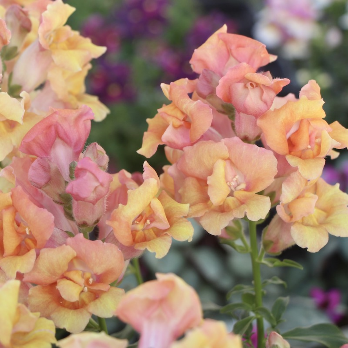 30 Seeds| Twinnie Bronze Shades Snapdragon Seeds - Cold Resistant -Attracts pollinators - Open-Pollinating - Plant before the frost/after frost - #61