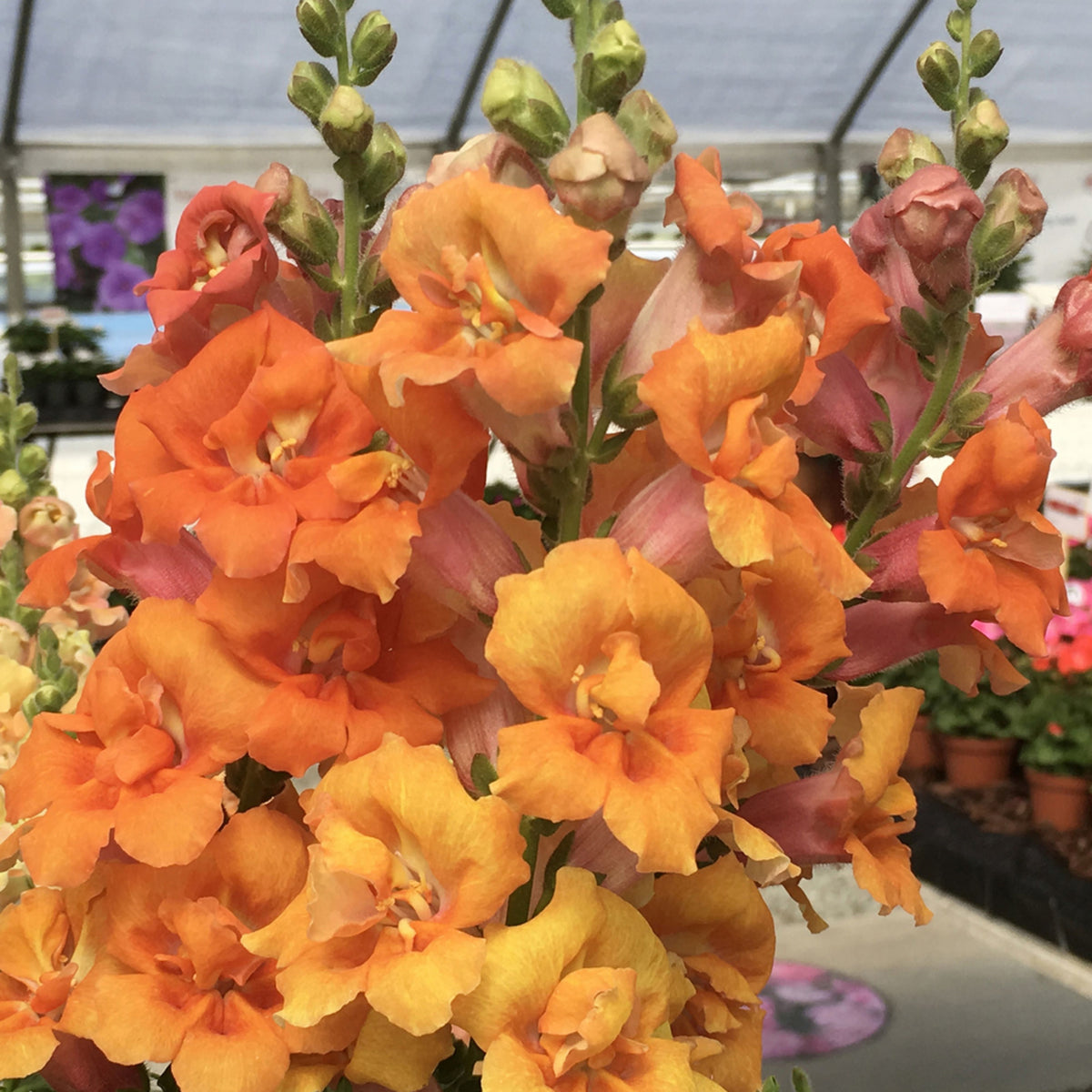 Twinnie Bronze Shades Snapdragon Seeds - Cold Resistant, 30 seeds