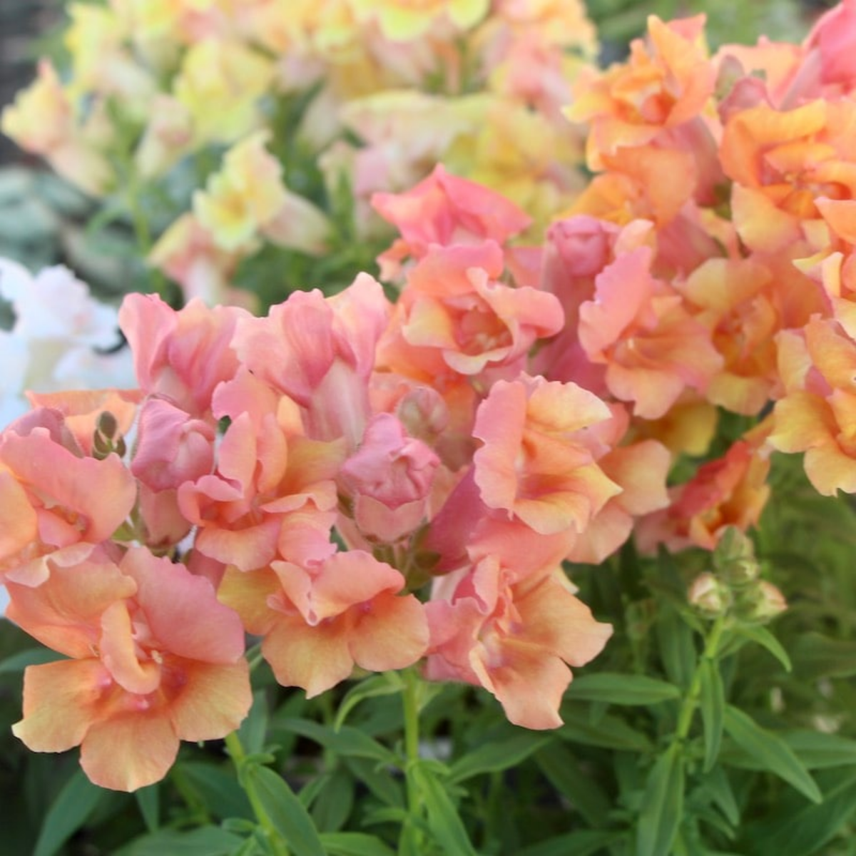 Twinnie Bronze Shades Snapdragon Seeds - Cold Resistant, 30 seeds
