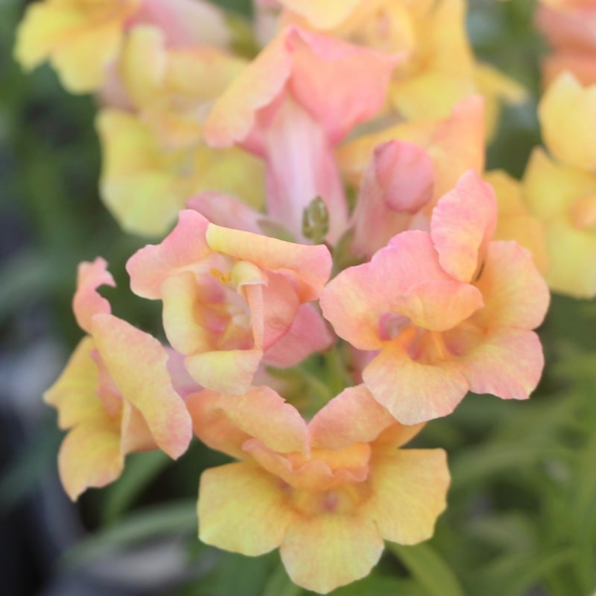 Twinnie Bronze Shades Snapdragon Seeds - Cold Resistant, 30 seeds