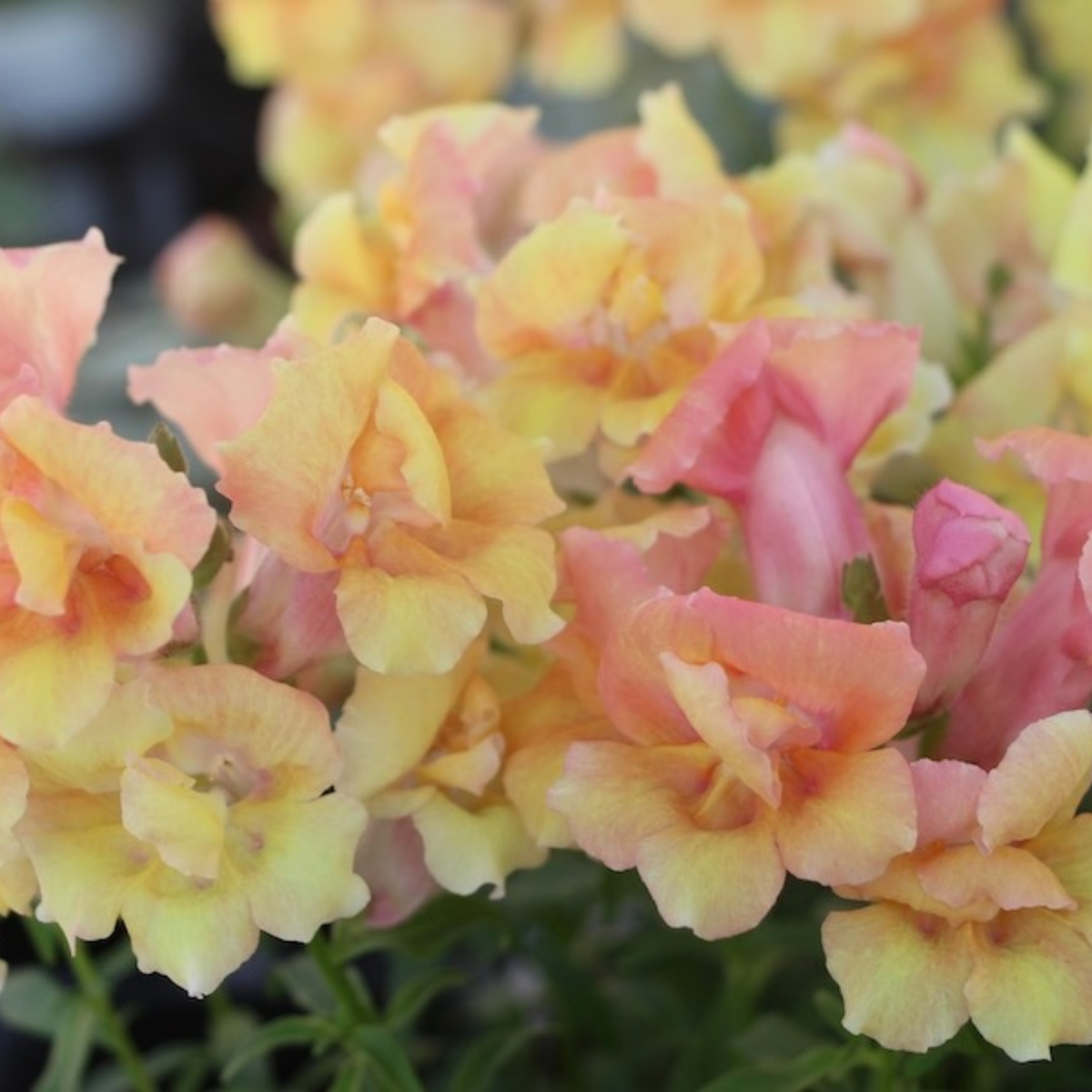 Twinnie Bronze Shades Snapdragon Seeds - Cold Resistant, 30 seeds
