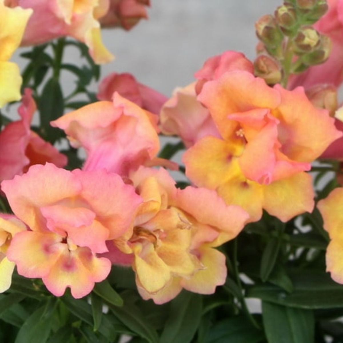 Twinnie Bronze Shades Snapdragon Seeds - Cold Resistant, 30 seeds