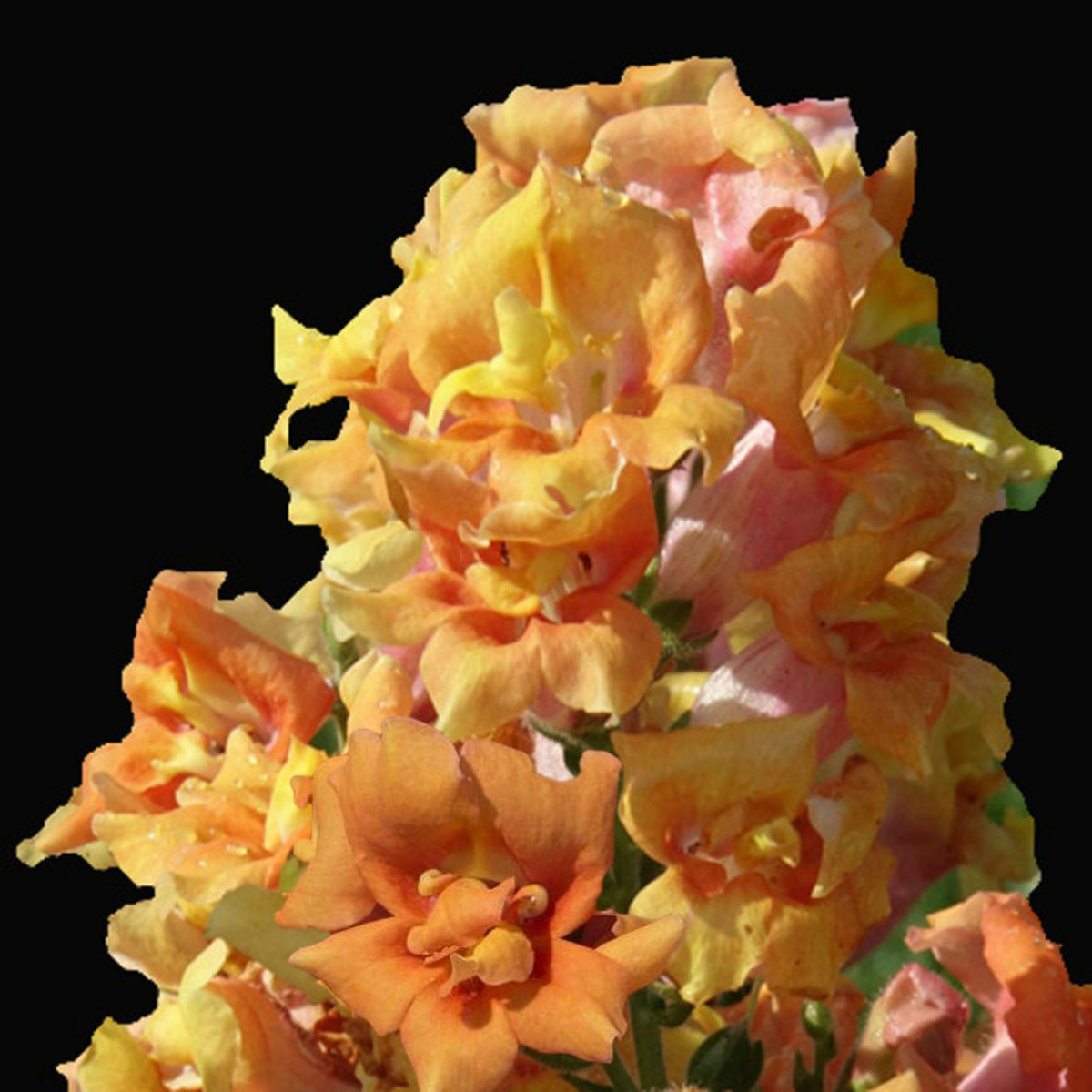 Twinnie Bronze Shades Snapdragon Seeds - Cold Resistant, 30 seeds