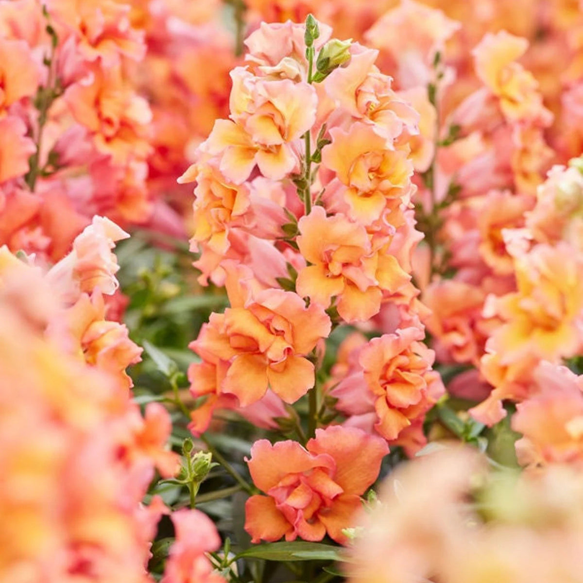 Twinnie Bronze Shades Snapdragon Seeds - Cold Resistant, 30 seeds