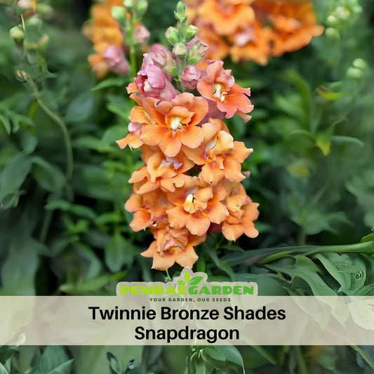 Twinnie Bronze Shades Snapdragon Seeds - Cold Resistant, 30 seeds